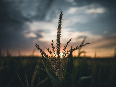 He is Risen: The Resurrection and the Harvest