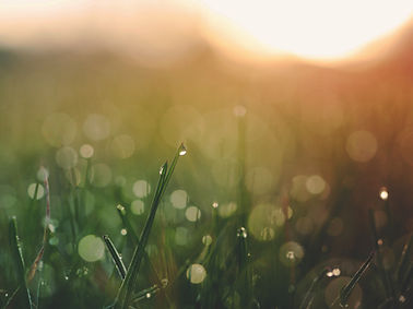 Dewdrops on grass at sunrise