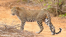 10/4/26 - CWI Speaks Out for Wildlife