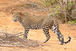 10/4/26 - CWI Speaks Out for Wildlife
