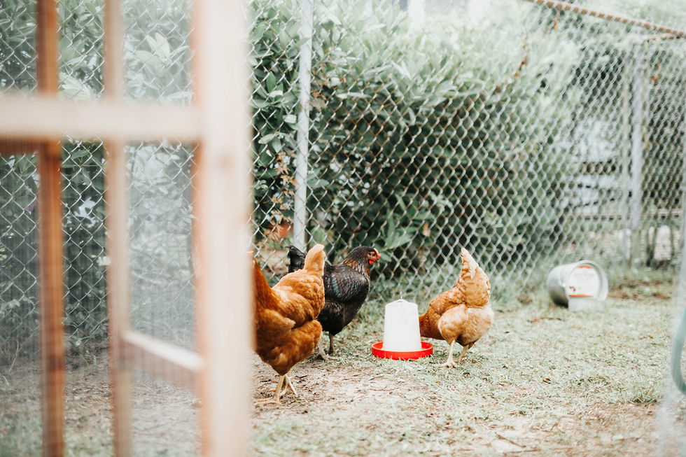 Maintaining clean coop can improve FCR in poultry