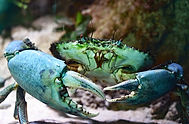 Image by David Clode