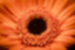 orange flower