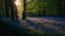 Corporate Wellbeing Days and the Importance of Nature Connection 
