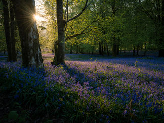 Corporate Wellbeing Days and the Importance of Nature Connection