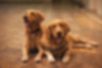 dogs laying on the floor at the vet for their check up