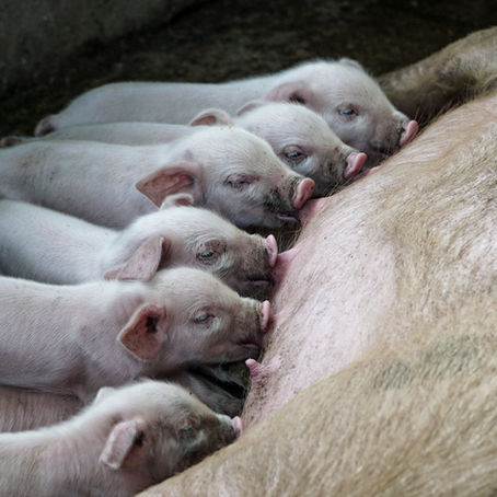 Helping our pigs