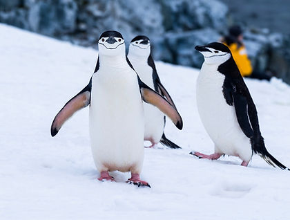 For those worried about rough weather when sailing to Antarctica, for those who want to add an Antarctic adventure to a South American trip, or for those who are simply short on time, this Antarctica fly-in expedition cruise is the perfect solution. From Punta Arenas in Chile's Patagonia you fly across the Drake Passage to King George Island, part of the in the South Shetland Archipelago, where you board your luxury cruise vessel.
You will spend the next four+ days exploring the Antarctic Peninsula and come to know the wonders of the White Continent. Encounter predators such as leopard seals and orcas as they patrol the shoreline near penguin rookeries housing thousands of Adélie, gentoo and chinstrap penguins. Whales and seabirds will be present too and you may cruise in a Zodiac or paddle in a kayak to come up close to nature's wonders.
There will be plenty of landings too so you can stretch your legs or go on a hike to an adandoned whaling station, a research outpost or to the foot of a calving glacier.
Guiding you through it all is a team of expert leaders who will complement your cruise with a lecture programme about glaciology, biology, geology, history and more.
This one-week adventure cruise in Antarctica will be a dream trip come true!