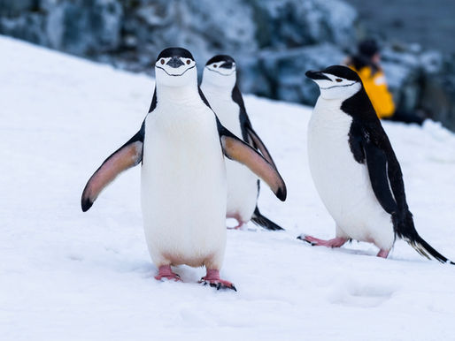 5 Praktische Tipps, wie du deine Social-Media-Präsenz selbst optimieren kannst