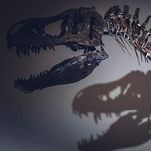 Image by Markus Spiske
