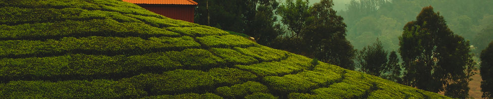 Image by vijay s