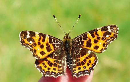 Image by Krzysztof Niewolny