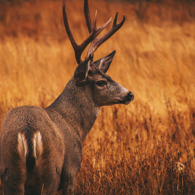 Animals at dense forest in Jim Corbett