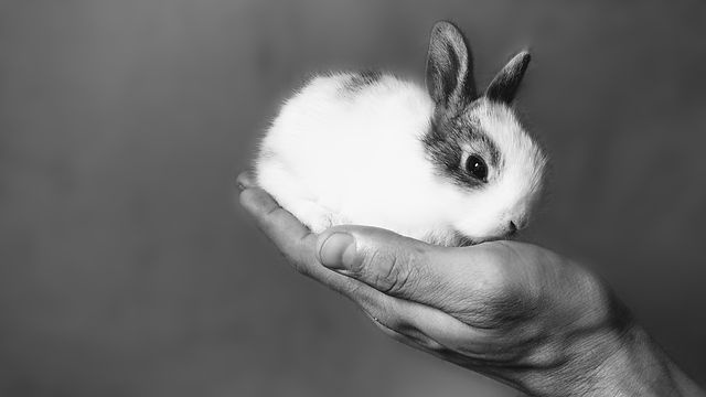 Animal Reiki for Pets uK