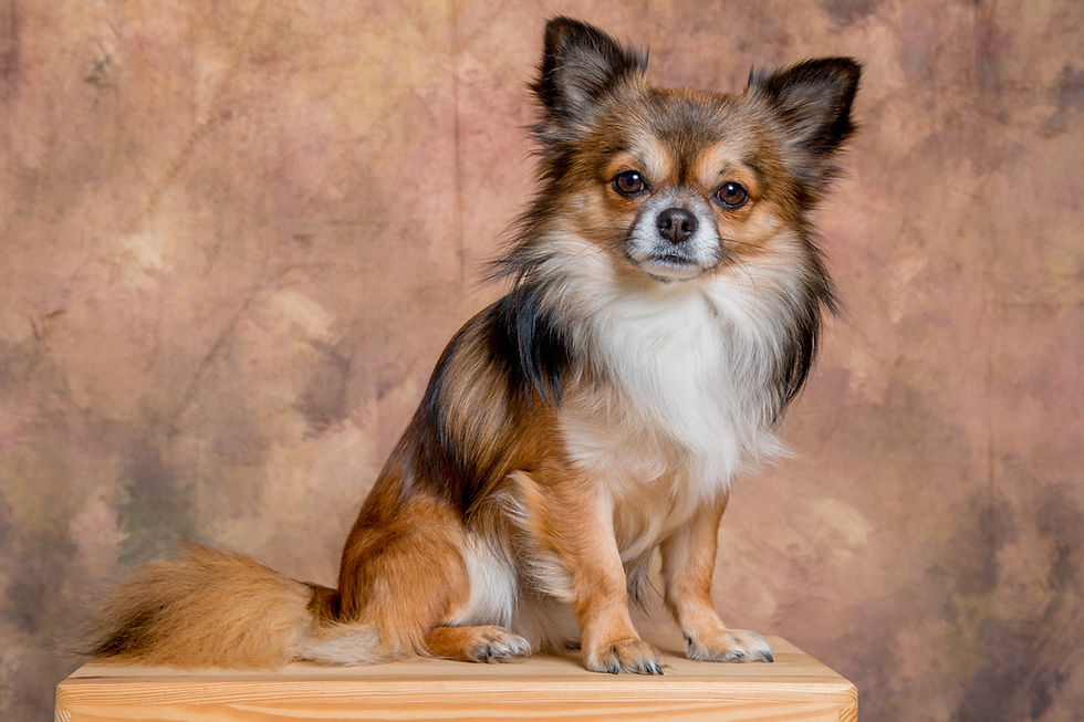 chihuahua, hondentraining chihuahua, chihuahua kijkt blij