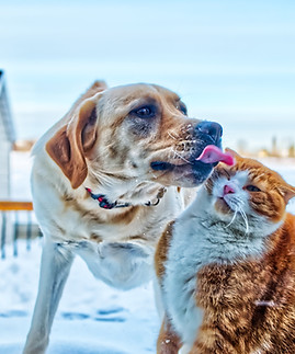 Image de Yan Laurichesse