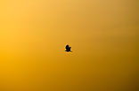 Image by Shreyas Malavalli
