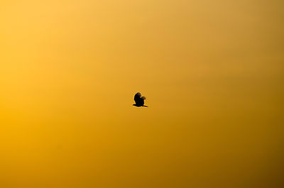 Image de Shreyas Malavalli