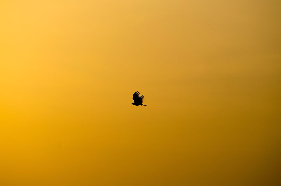 der goldene Vogel