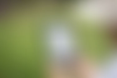 A person reading in a grassy field