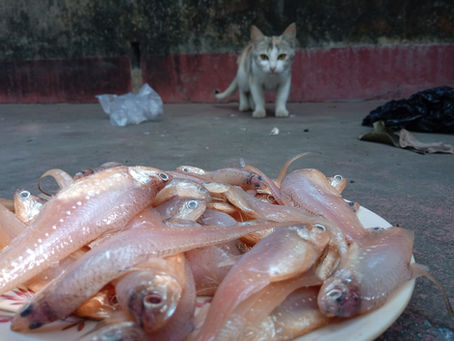 Waspada! Inilah Bahaya Tulang Ikan dan Ikan Mentah Bagi Kucing Yang Sebaiknya Diketahui!