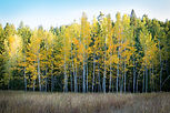 Image by Collie Coburn
