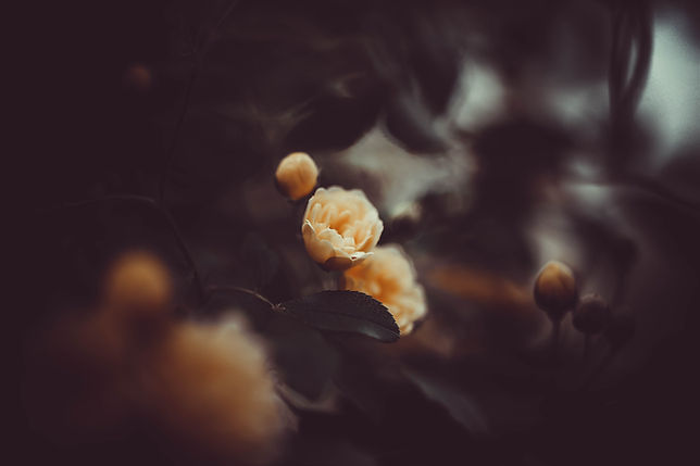 Image by Sindy Strife