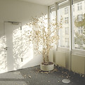 Blume in leerem Zimmer