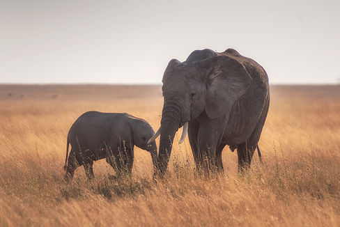 Image by Hu Chen