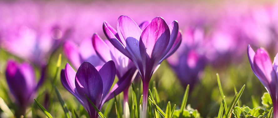 Image by Marc Schulte