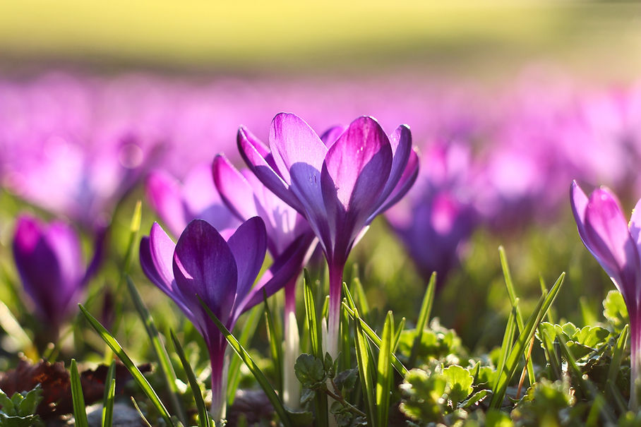 Image by Marc Schulte