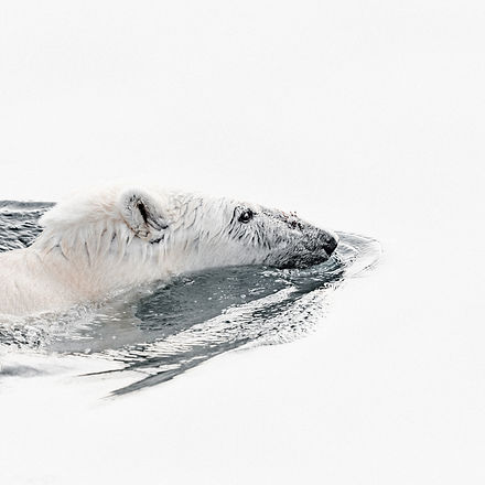 Image by Annie Spratt
