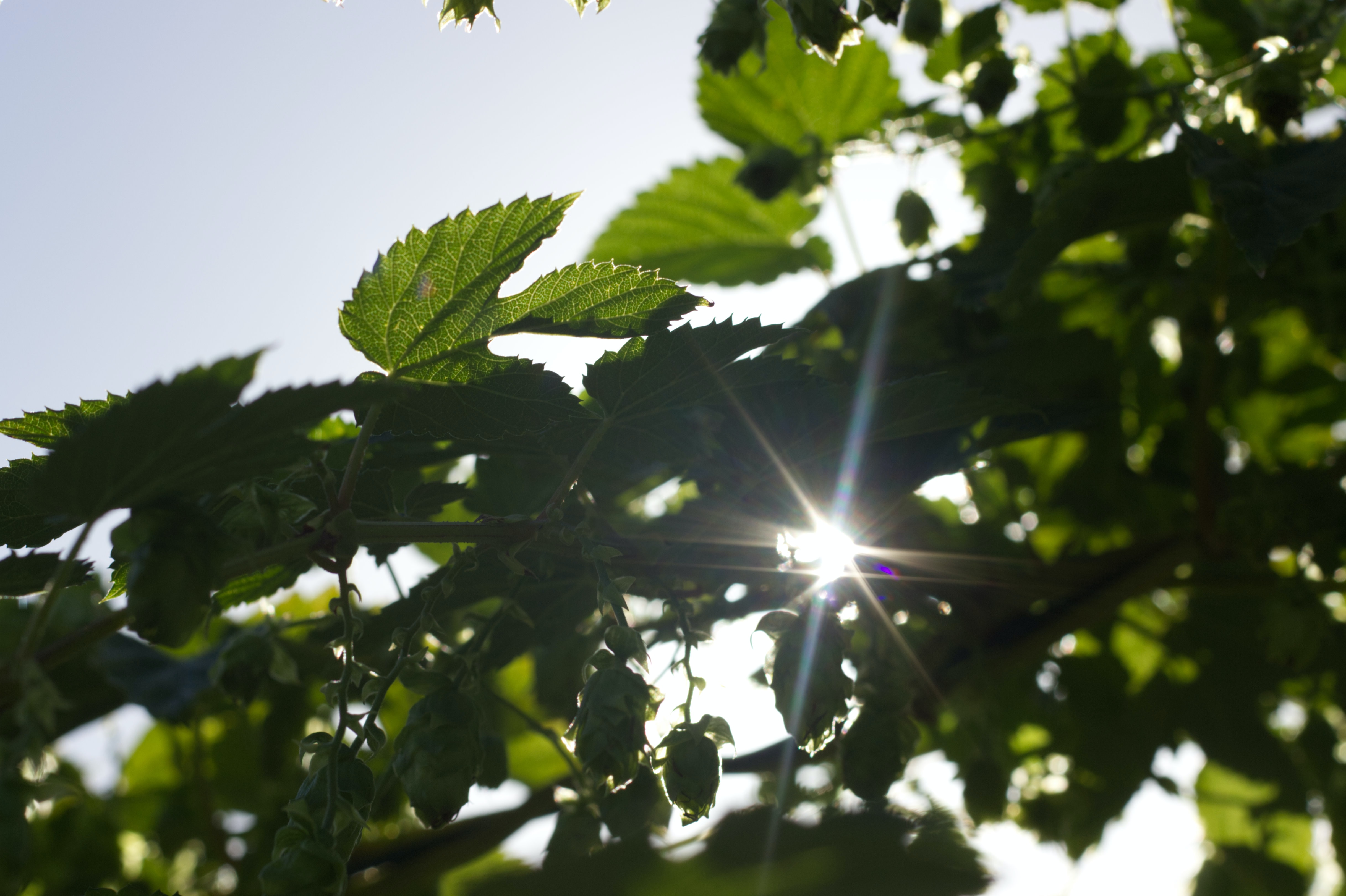 Sonneneinstrahlung durch grüne Hopfenblätter, Start, im Hintergrund ist strahlendes Licht sichtbar.