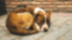 Inchaços subcutâneos em cães