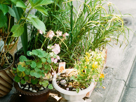Potted plants on your deck
