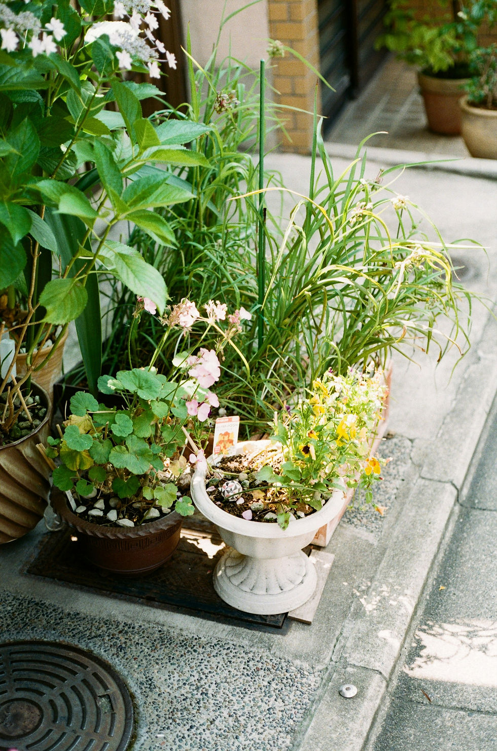 Potted plants on your deck