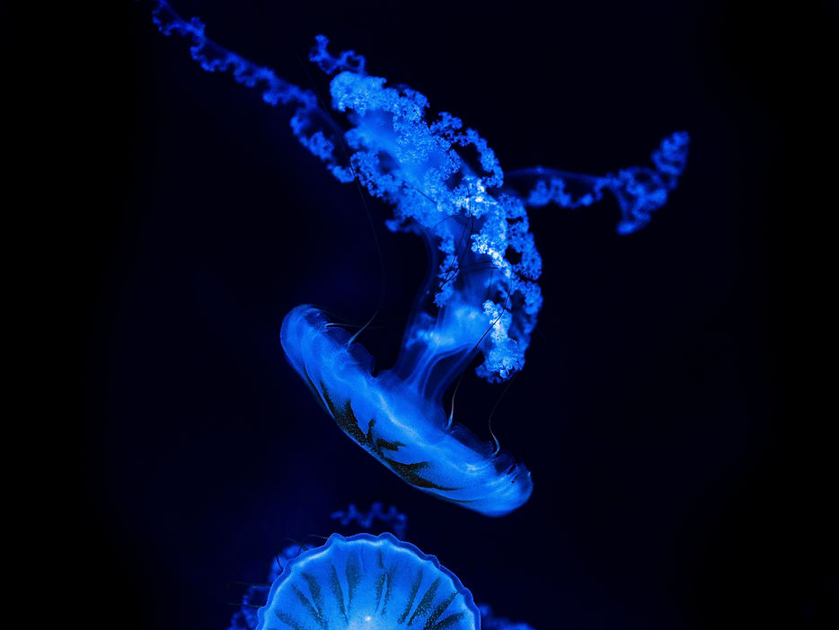 Image by Maxence Pira