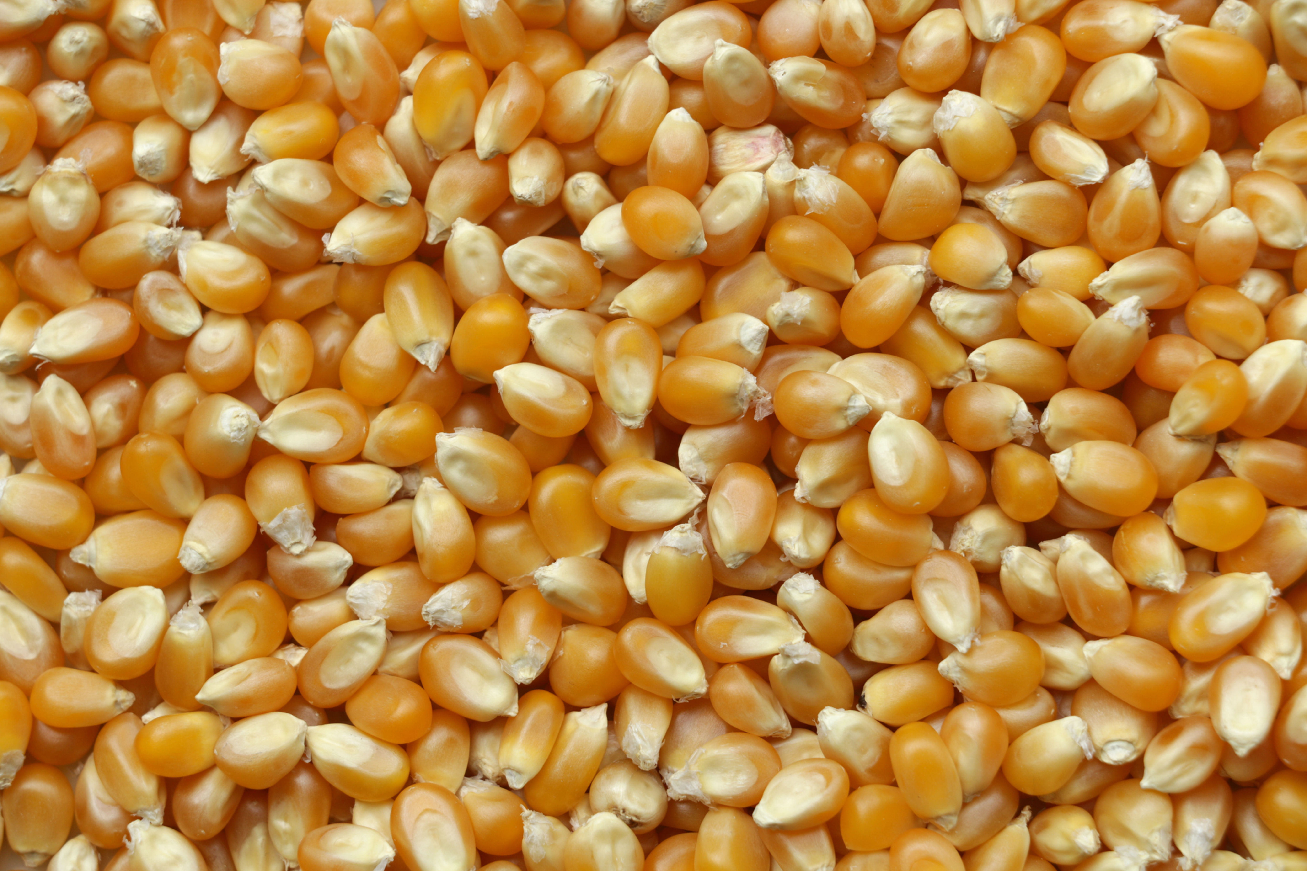 Yellow maize (Corn)