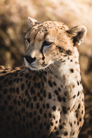 Image by Tomáš Malík