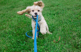 Puppy tugging on Lead