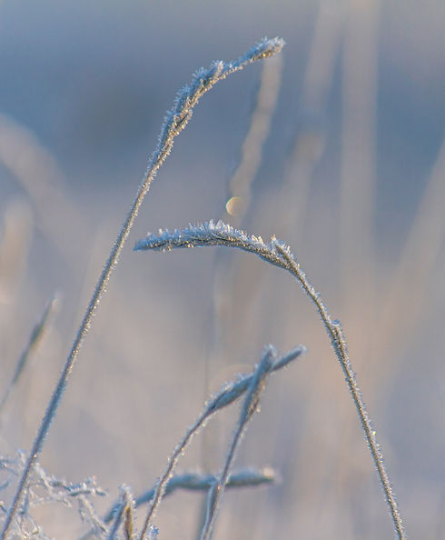 Image by Philip Myrtorp