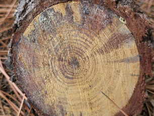 tree trimming, tree pruning, tree removal, stump grinding, brinko, tree service