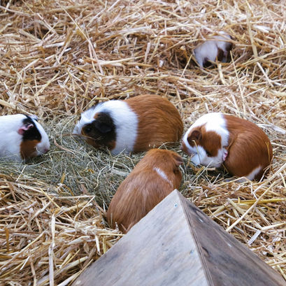Guinea Pig Setup and Housing: Creating the Perfect Home