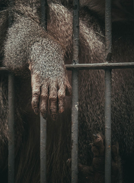 Image by Elmira Gokoryan