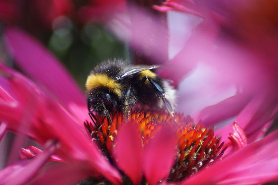 Image by Carolien van Oijen
