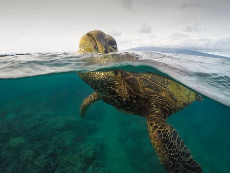HAWAII: Maui senza segreti