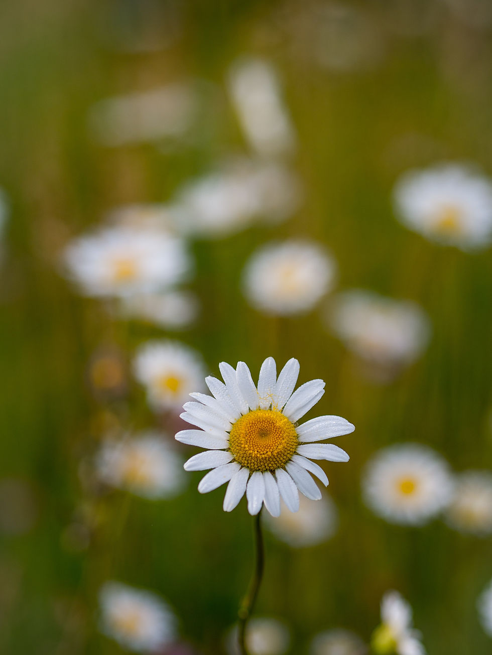 Springtime Sniffles: How Acupuncture Offers Natural Allergy Relief