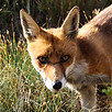 Close up image of feral red fox. Image by Justin Chavanelle