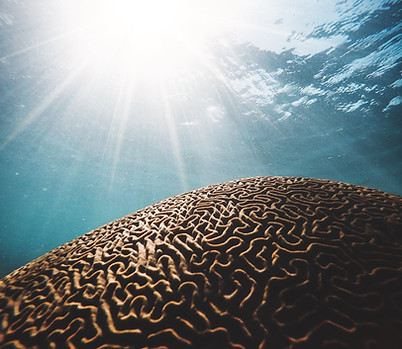 A sand dune with ridges that look like the grooves and ridges of the human brain