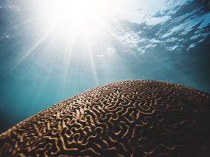 The Thinking Brain and the Being Brain: Choosing the Right Mind for the Task